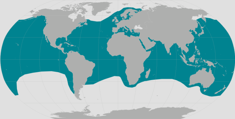 Leatherback – TURTLE UP