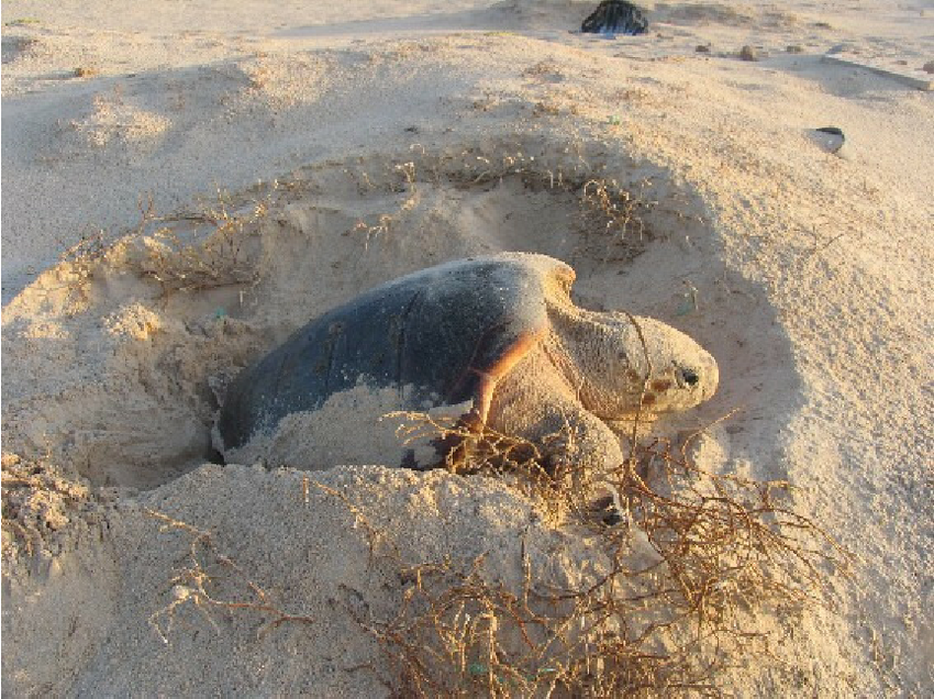 nesting1